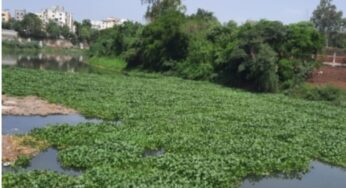 जलपर्णीमुळे शहरातील नद्या दूषित, तर नदीकाठच्या रहिवाशांना डास व दुर्गंधीचा सहन करावा लागतो त्रास